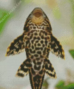 Pleco Fish Diamond Painting