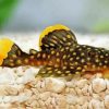 Yellow Pleco Fish Diamond Painting