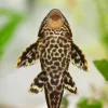 Pleco Fish Diamond Painting