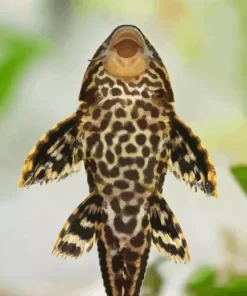 Pleco Fish Diamond Painting