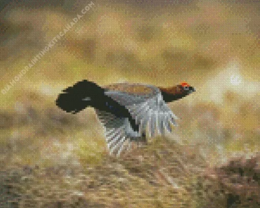 Red Grouse Diamond Painting