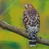 Red Shouldered Hawk Diamond Painting