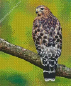 Red Shouldered Hawk Diamond Painting