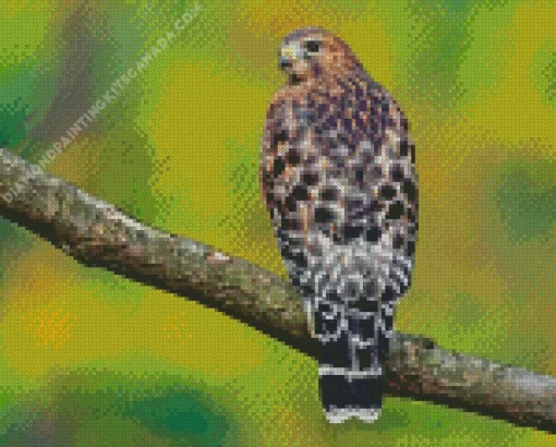 Red Shouldered Hawk Diamond Painting