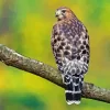 Red Shouldered Hawk Diamond Painting