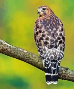 Red Shouldered Hawk Diamond Painting