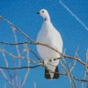 Willow Ptarmigan Diamond Painting