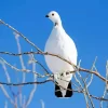 Willow Ptarmigan Diamond Painting