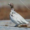 Willow Ptarmigan Bird Diamond Painting