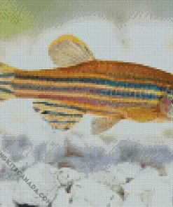 Zebrafish Diamond Painting