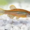 Zebrafish Diamond Painting