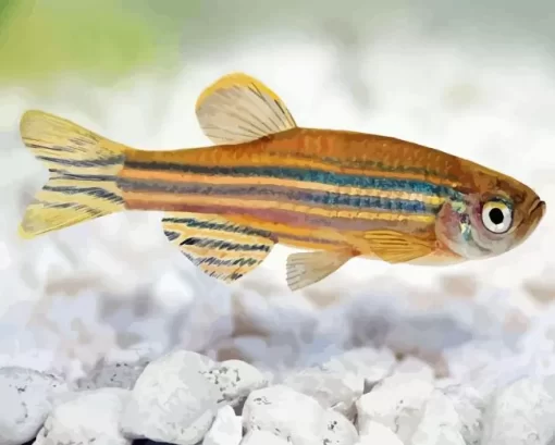 Zebrafish Diamond Painting