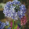 Agapanthus Diamond Painting