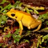 Golden Poison Dart Frog Diamond Painting