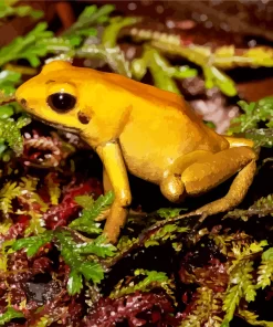 Golden Poison Dart Frog Diamond Painting