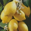 Lemon Plant Diamond Painting