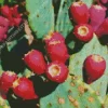 Prickly Pear Diamond Painting