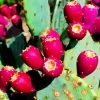 Prickly Pear Diamond Painting