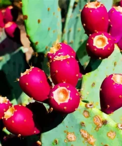 Prickly Pear Diamond Painting