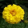 Tagetes Erecta Diamond Painting