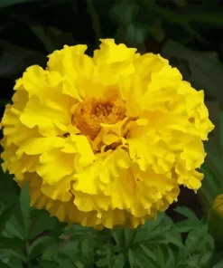 Tagetes Erecta Diamond Painting