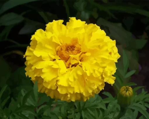 Tagetes Erecta Diamond Painting