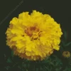 Tagetes Erecta Diamond Painting