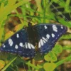 White Admiral Diamond Painting