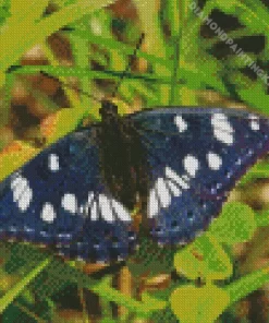 White Admiral Diamond Painting