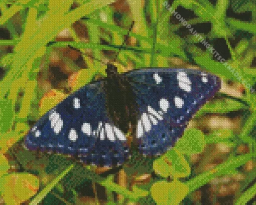 White Admiral Diamond Painting