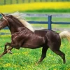 Black Horse With Blond Hair Diamond Painting