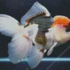 Oranda Goldfish Diamond Painting