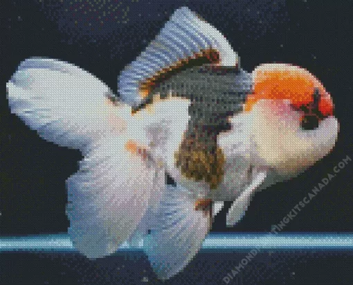 Oranda Goldfish Diamond Painting