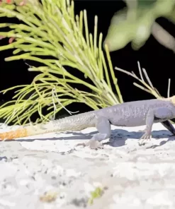 Orange Agama Diamond Painting