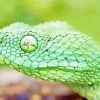 African Bush Viper Diamond Painting