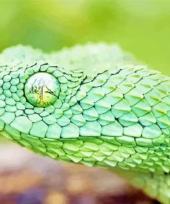 African Bush Viper Diamond Painting