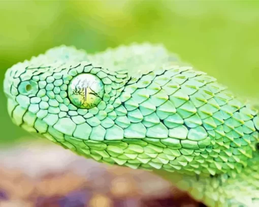 African Bush Viper Diamond Painting