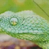 African Bush Viper Diamond Painting