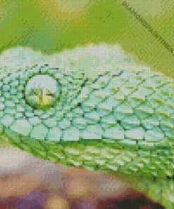 African Bush Viper Diamond Painting