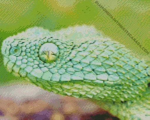 African Bush Viper Diamond Painting