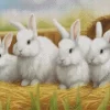 Angora Rabbit Diamond Painting