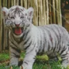 Baby Albino Tiger Diamond Painting