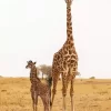 Baby And Mom Giraffe Diamond Painting