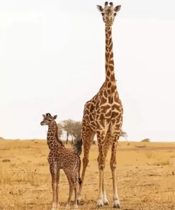 Baby And Mom Giraffe Diamond Painting