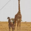 Baby And Mom Giraffe Diamond Painting