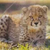 Baby Cheetah Diamond Painting