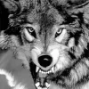 Black And White Growling Wolf Diamond Painting