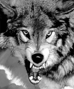 Black And White Growling Wolf Diamond Painting