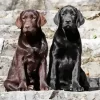 Black Vs Chocolate Labrador Dogs Diamond Painting