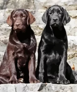 Black Vs Chocolate Labrador Dogs Diamond Painting